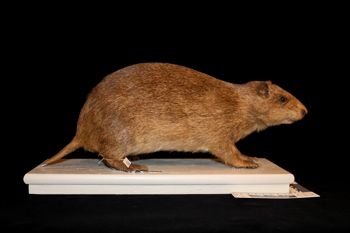 Media type: image;   Mammalogy 6398 Description: MCZ 6398 Skin Right side;